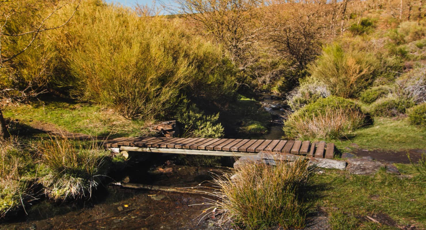 Brown Wooden Bridge