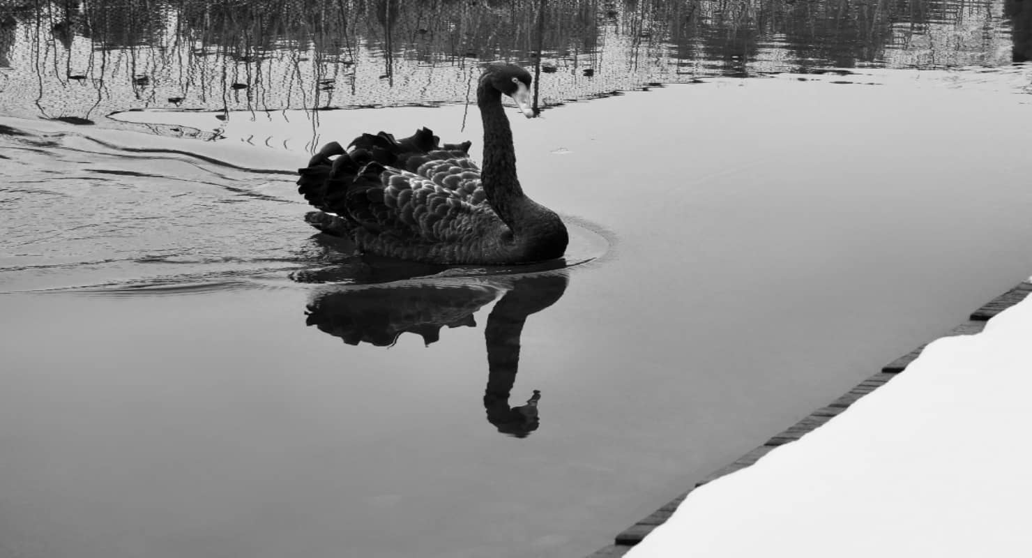 View of swan swimming in lake