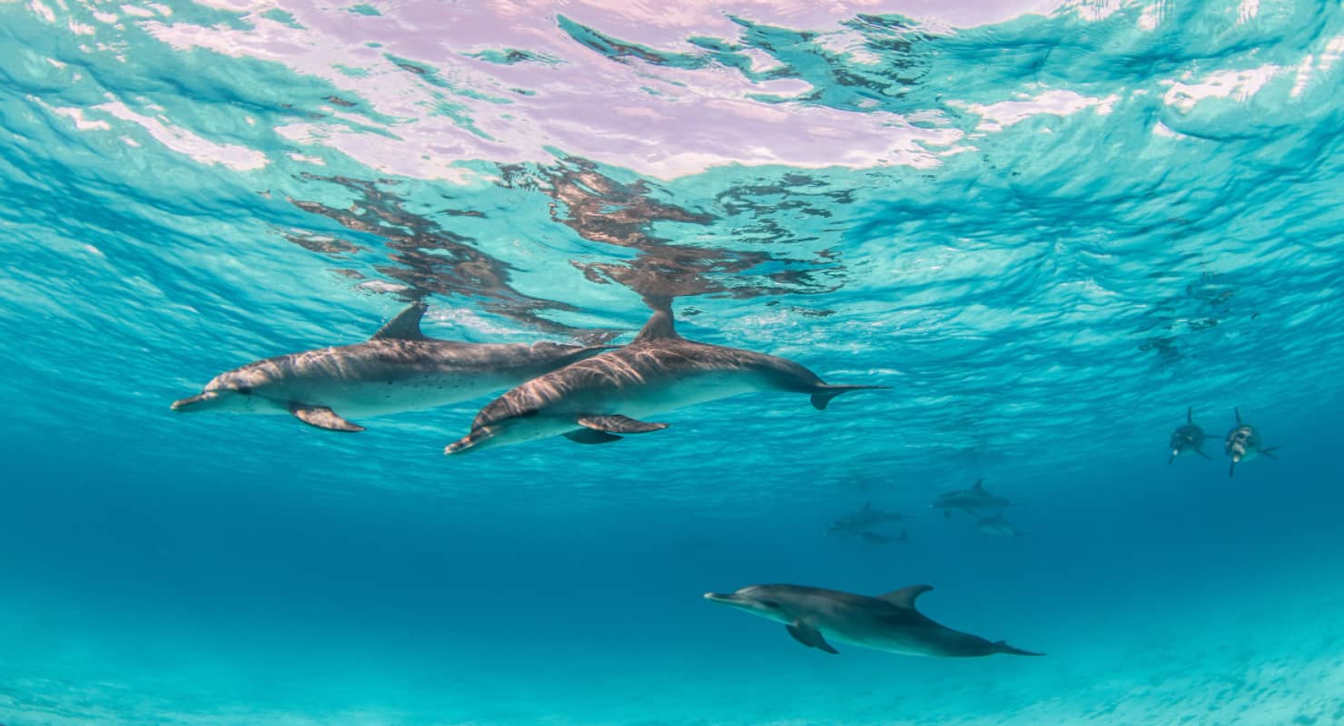 Beautiful shot of cute dolphins hanging out underwater
