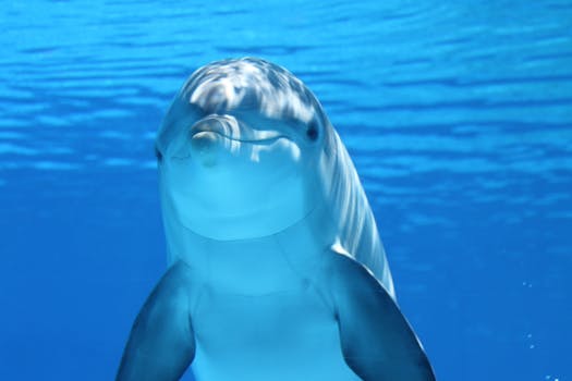 Cute Dolphine Underwater